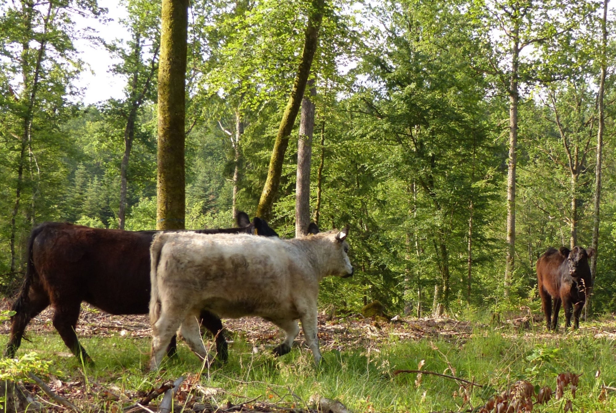 Aufforstung im Stadtwald Herrenberg